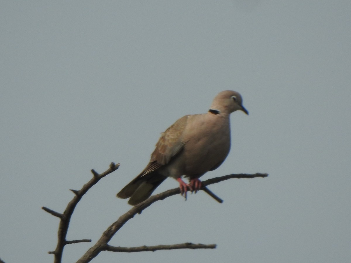 Eurasian Collared-Dove - ML616353039