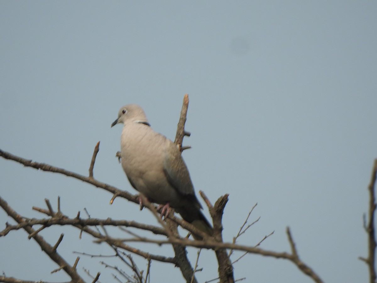 Eurasian Collared-Dove - ML616353040