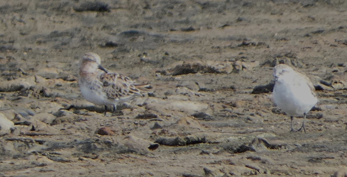 Red-necked Stint - ML616353053