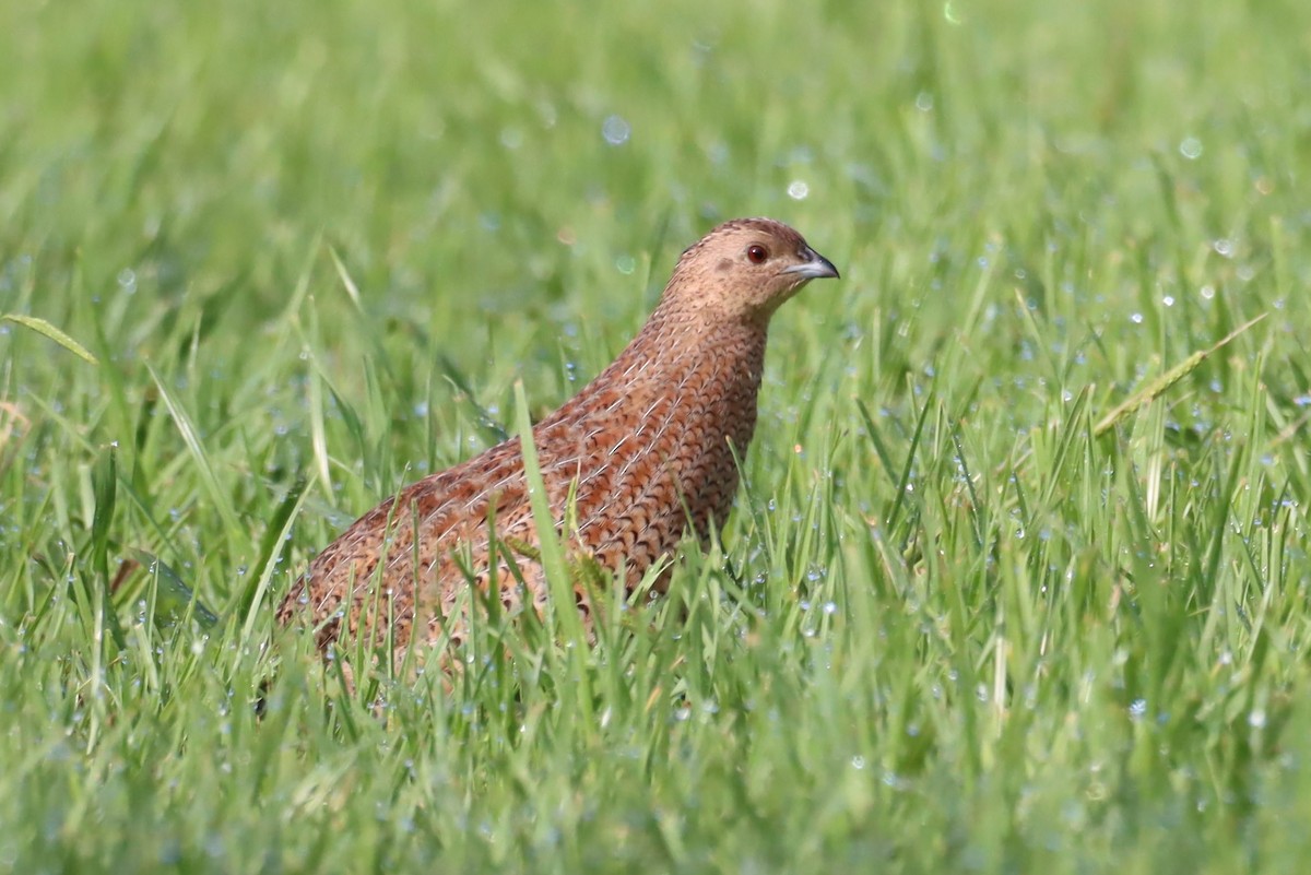 Brown Quail - ML616353055