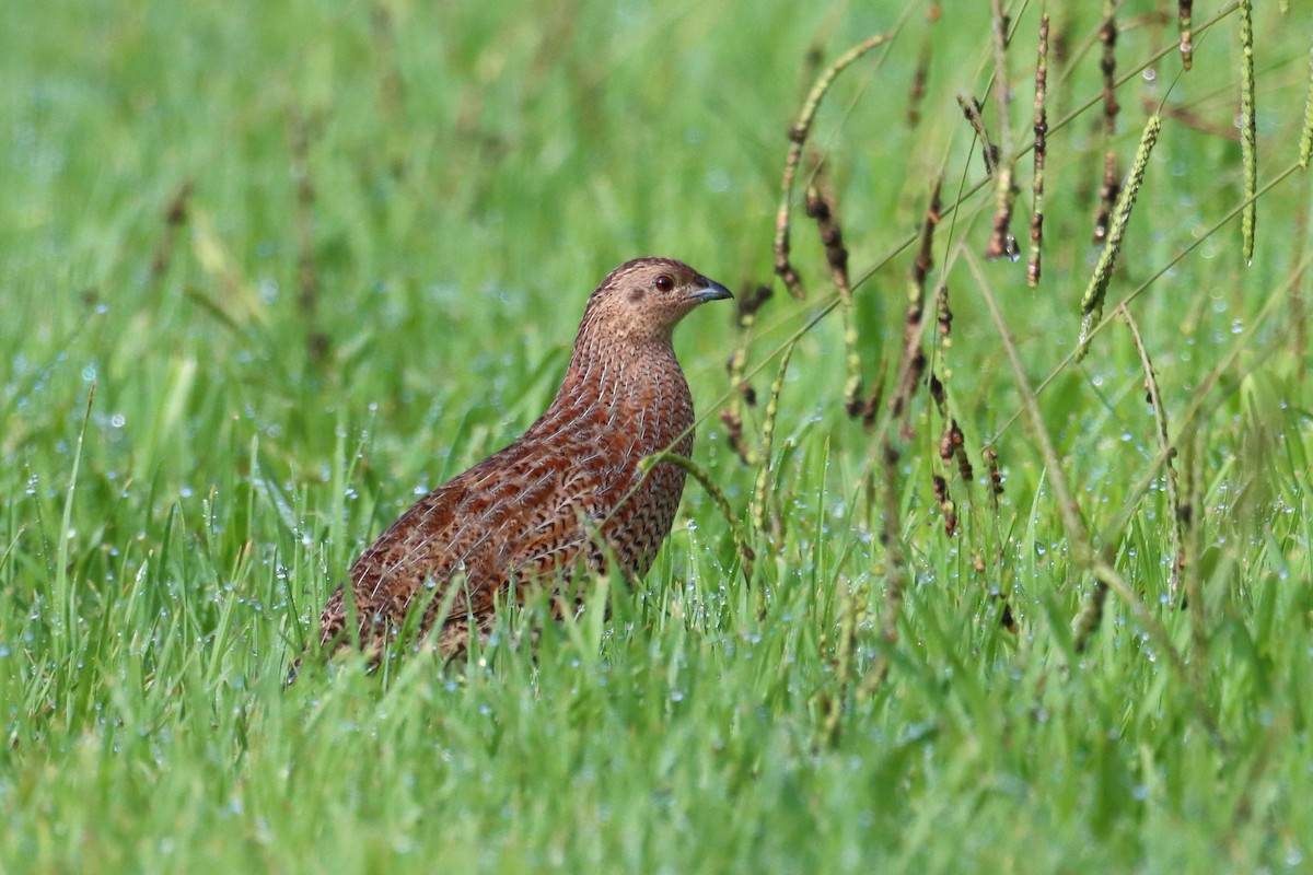 Brown Quail - ML616353056