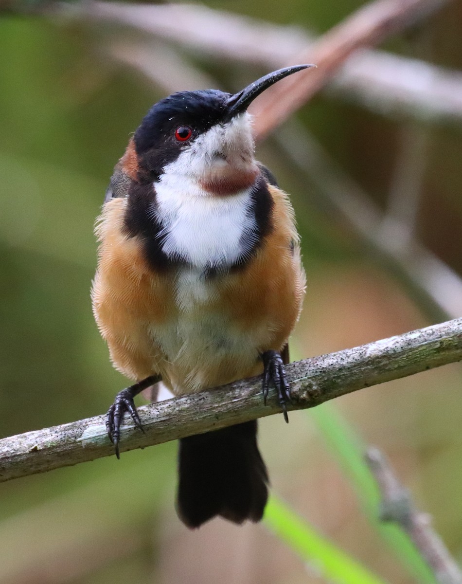 Eastern Spinebill - ML616353070