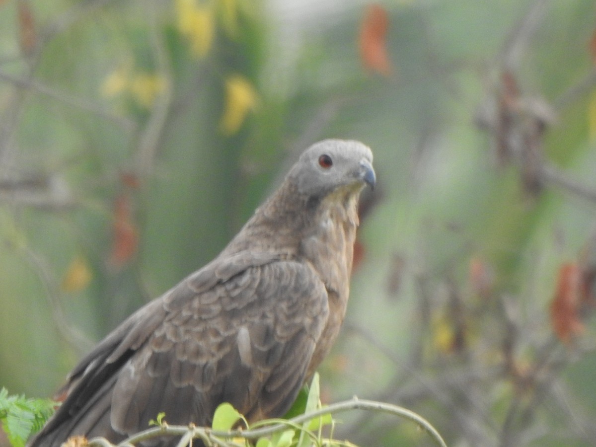 Oriental Honey-buzzard - Arulvelan Thillainayagam