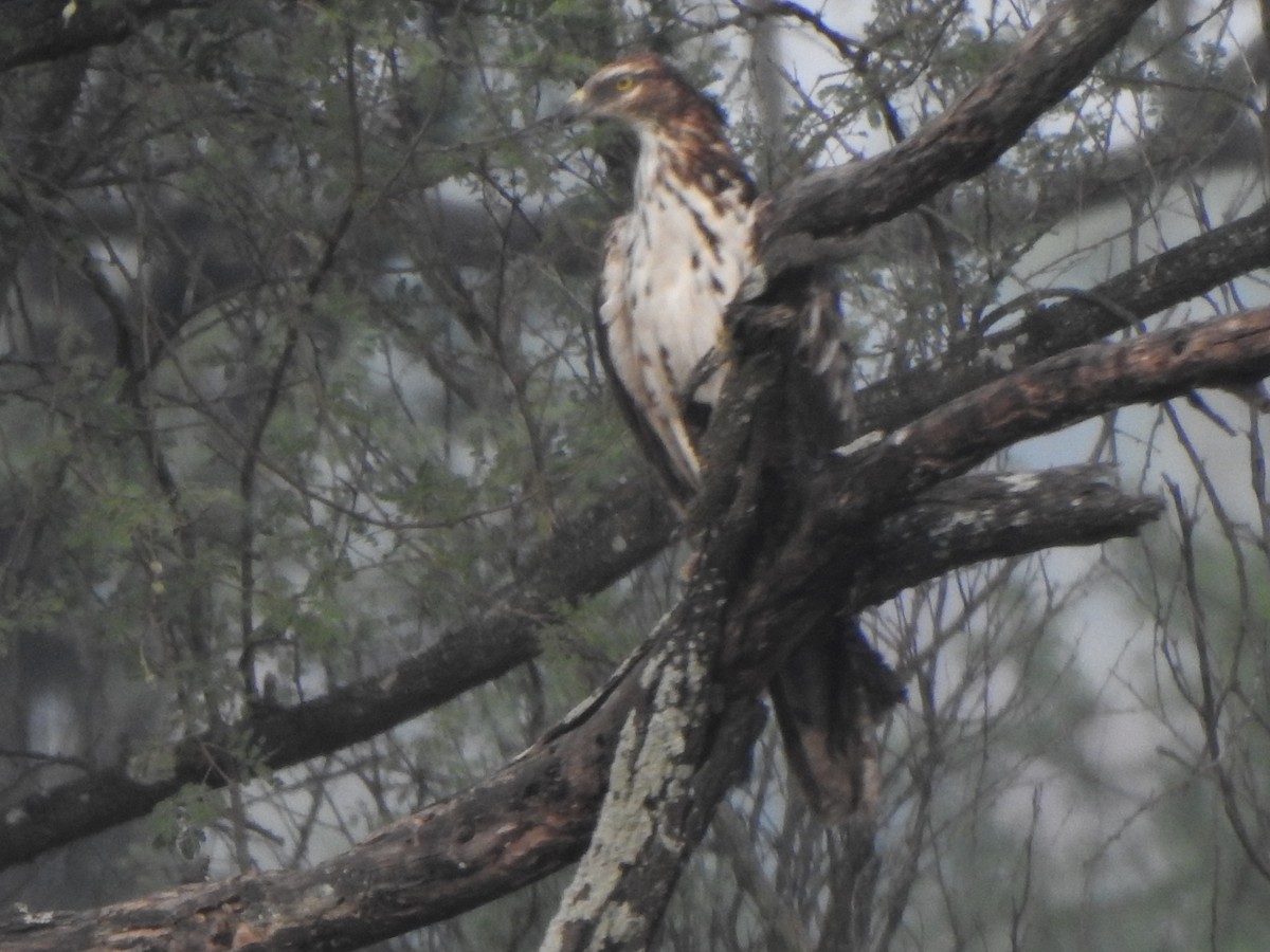 Oriental Honey-buzzard - Arulvelan Thillainayagam