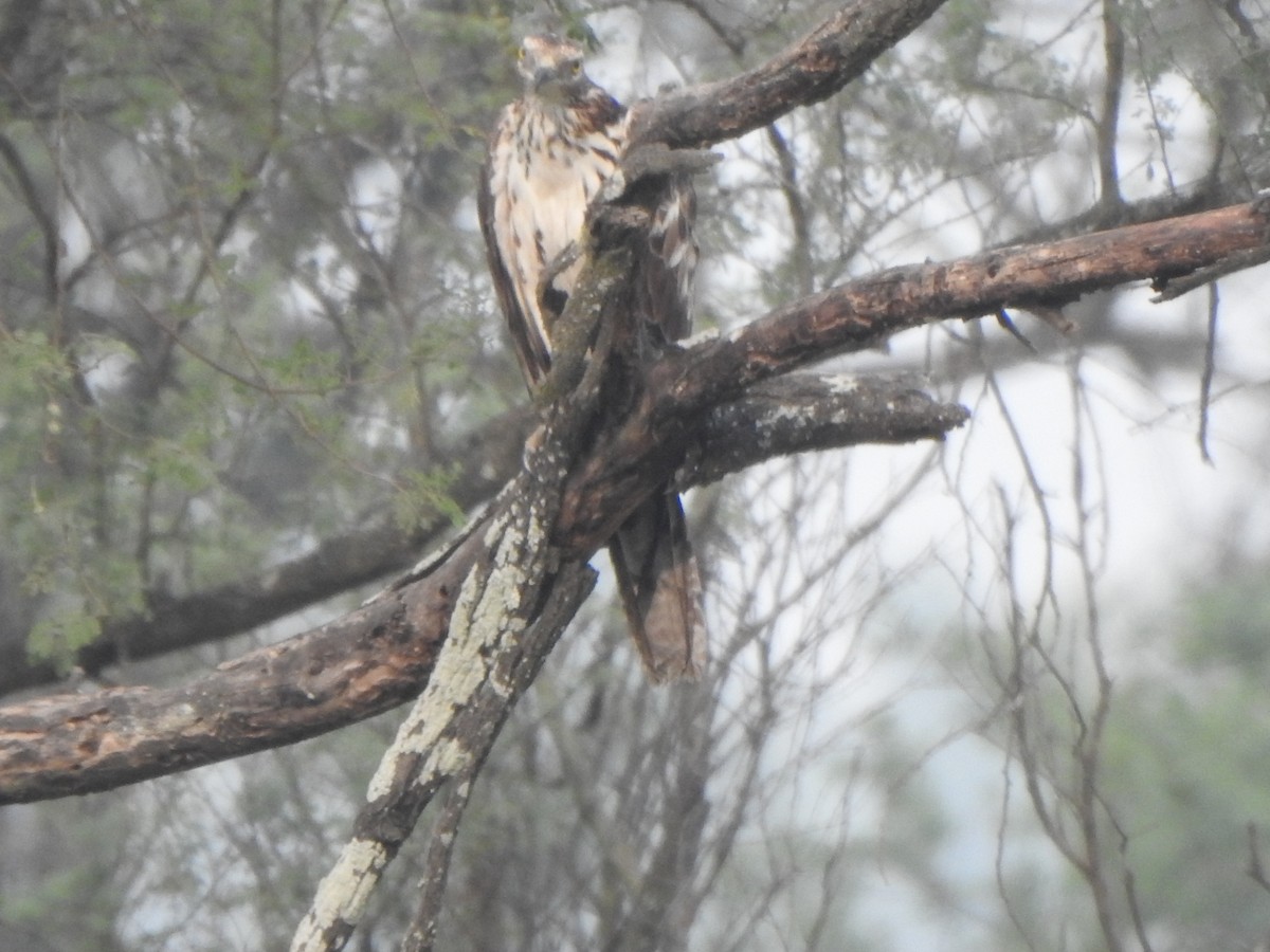 Oriental Honey-buzzard - Arulvelan Thillainayagam