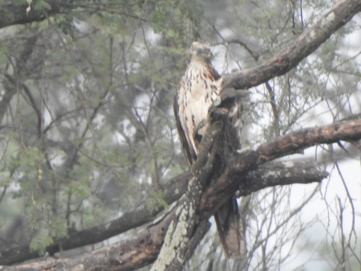 Oriental Honey-buzzard - Arulvelan Thillainayagam