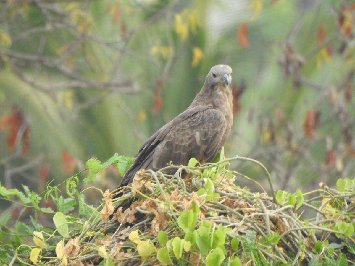 Oriental Honey-buzzard - ML616353081