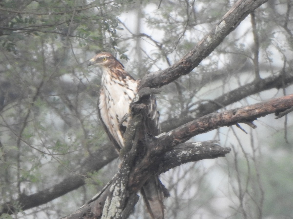 Oriental Honey-buzzard - ML616353106