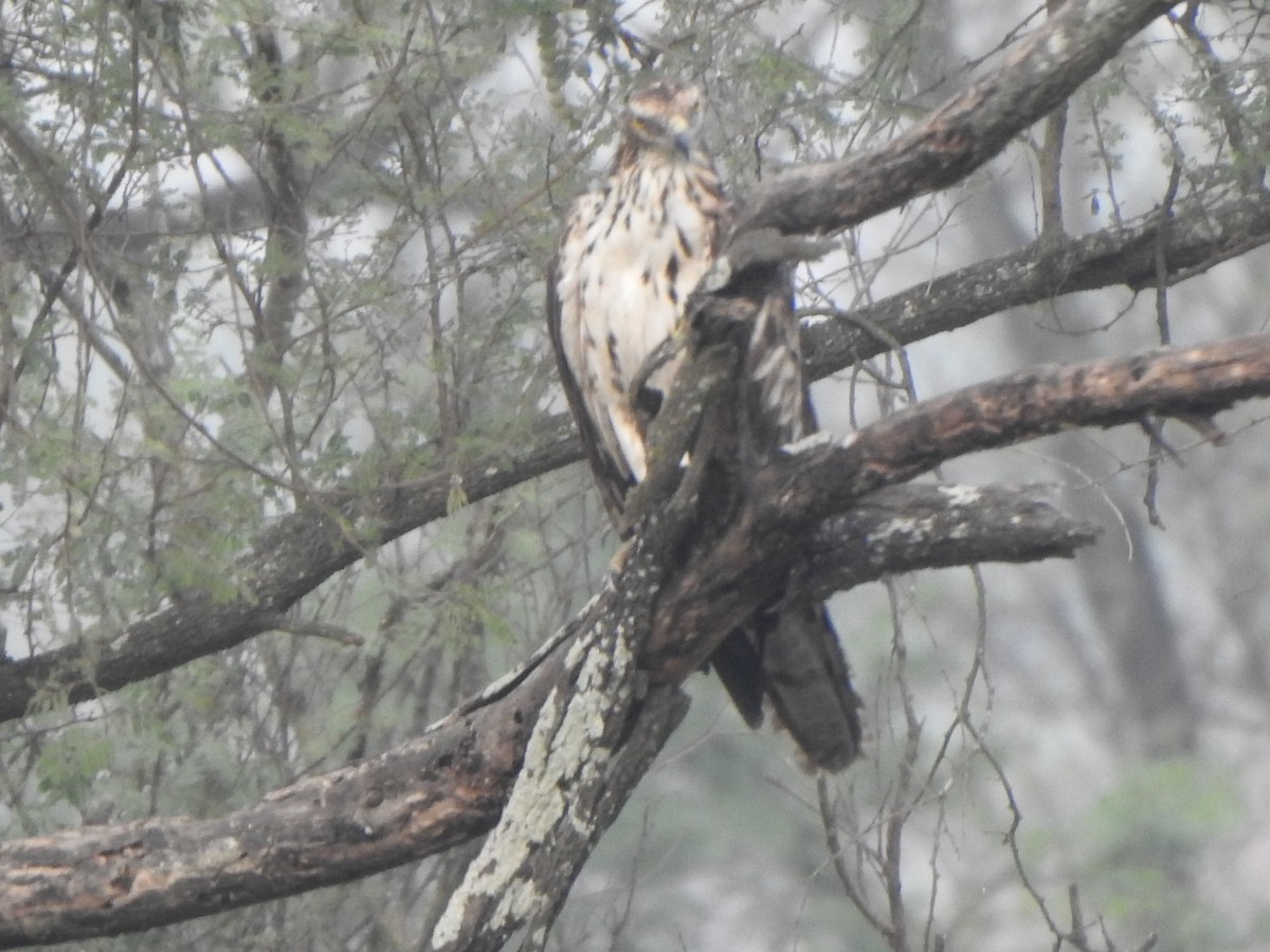 Oriental Honey-buzzard - ML616353107