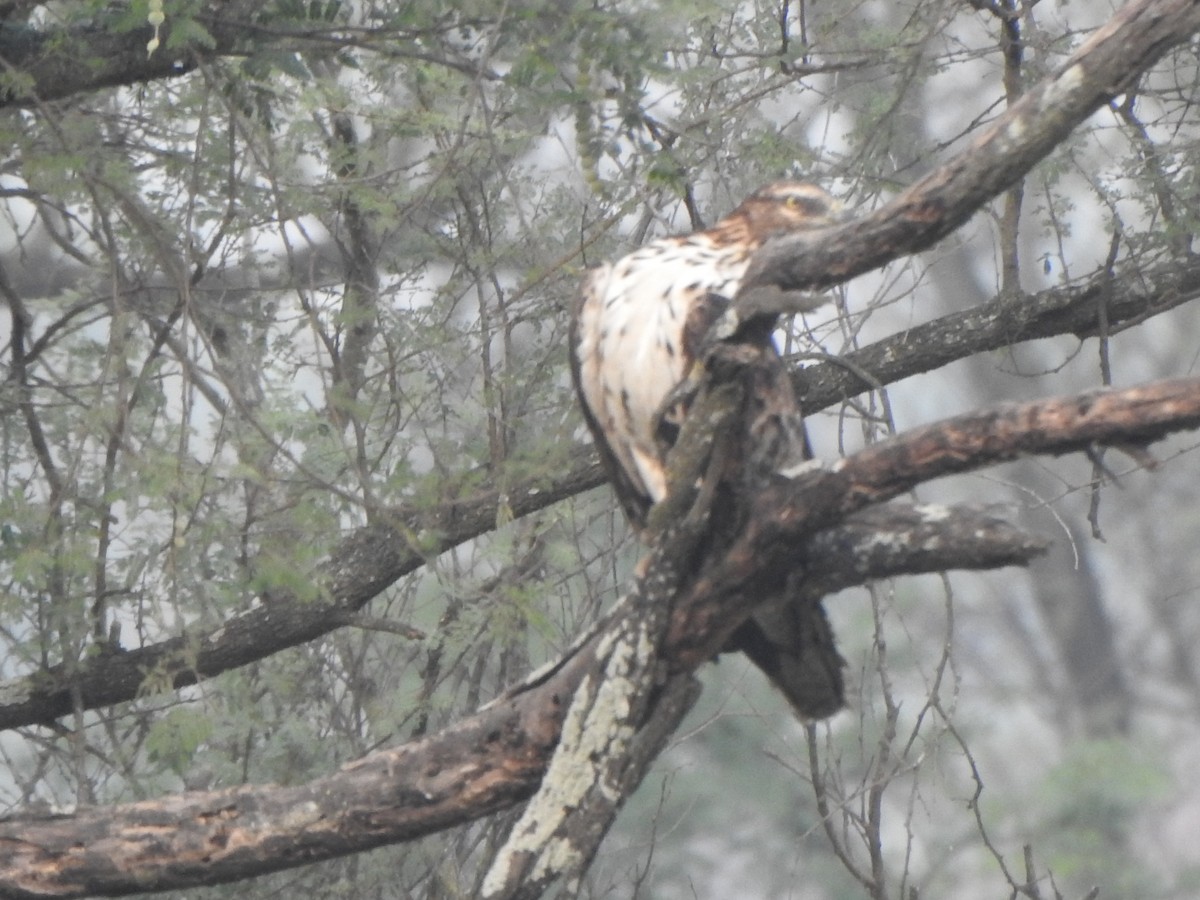 Oriental Honey-buzzard - Arulvelan Thillainayagam