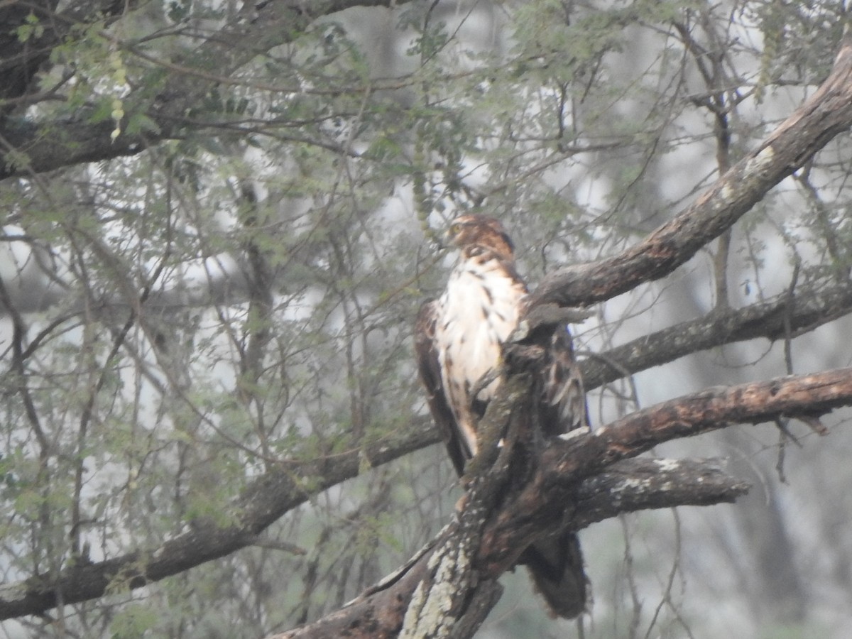 Oriental Honey-buzzard - Arulvelan Thillainayagam