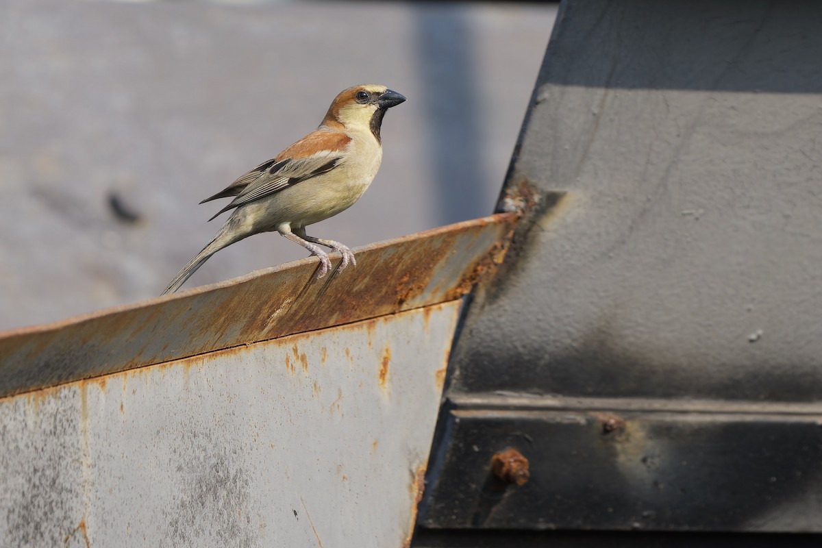 Plain-backed Sparrow - ML616353136