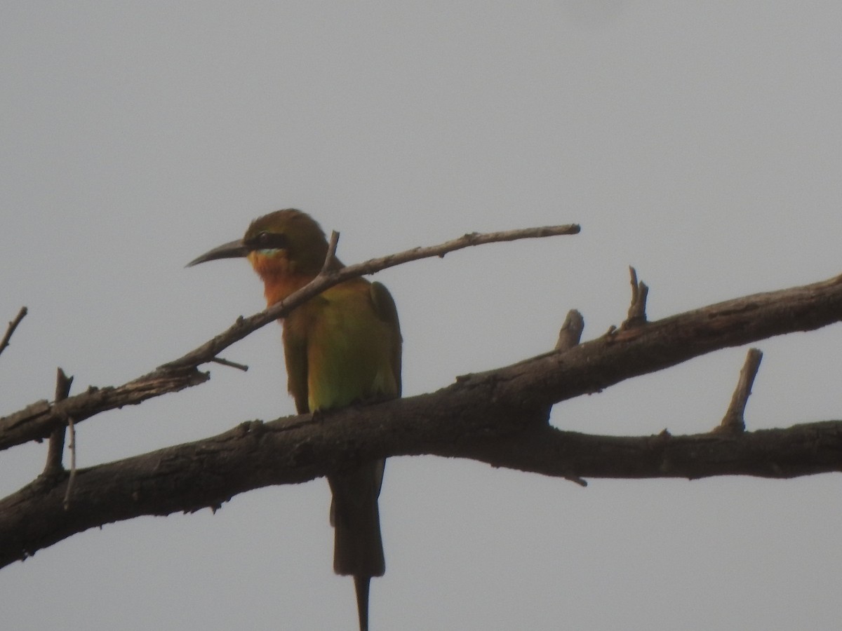 Blue-tailed Bee-eater - Arulvelan Thillainayagam