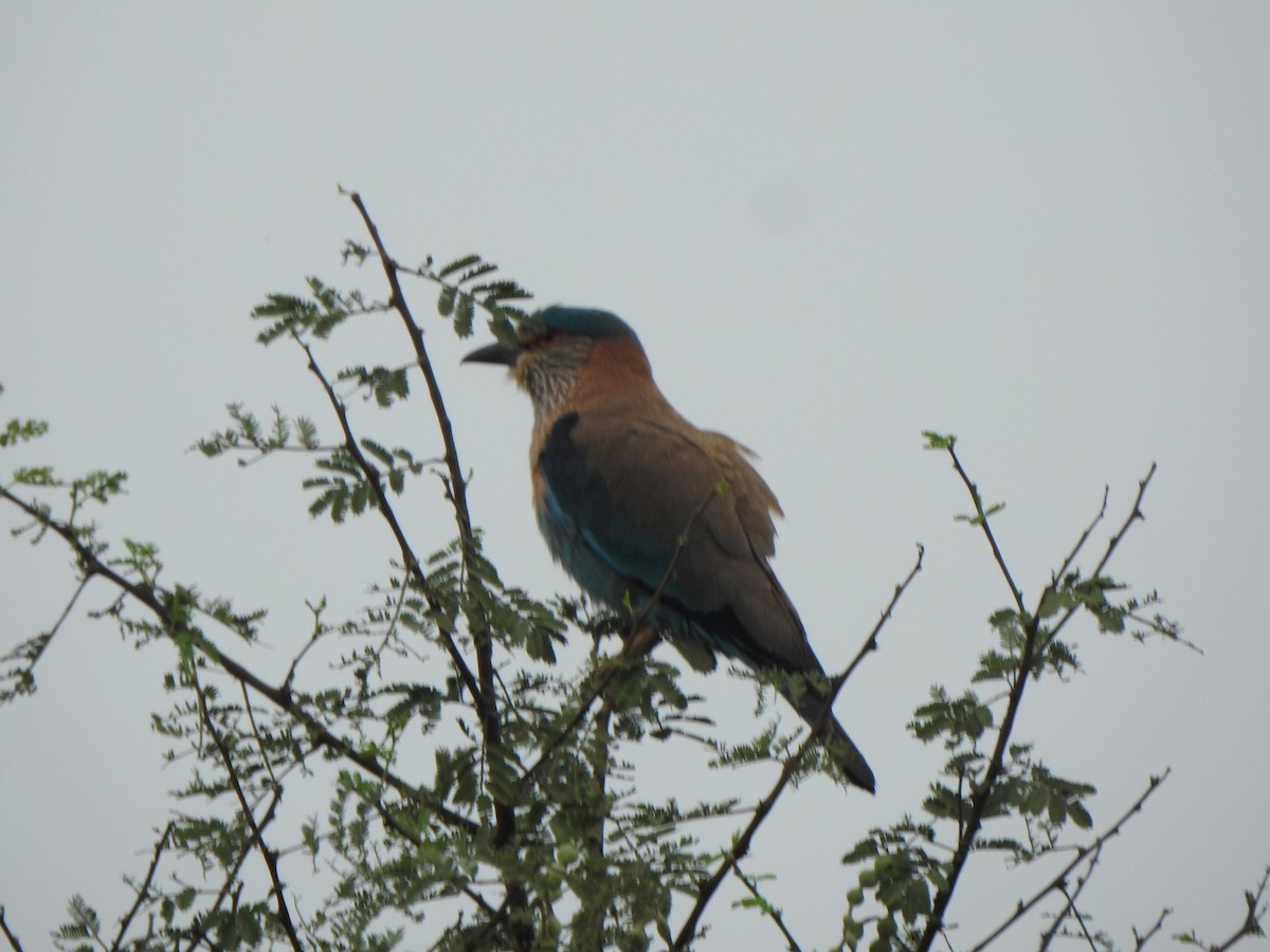 Indian Roller - ML616353152