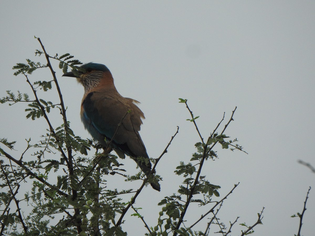 Indian Roller - ML616353153