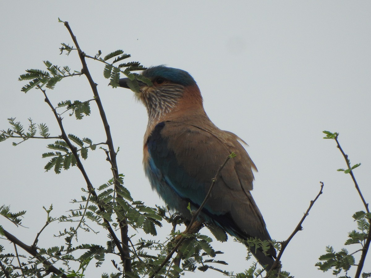 Indian Roller - ML616353154