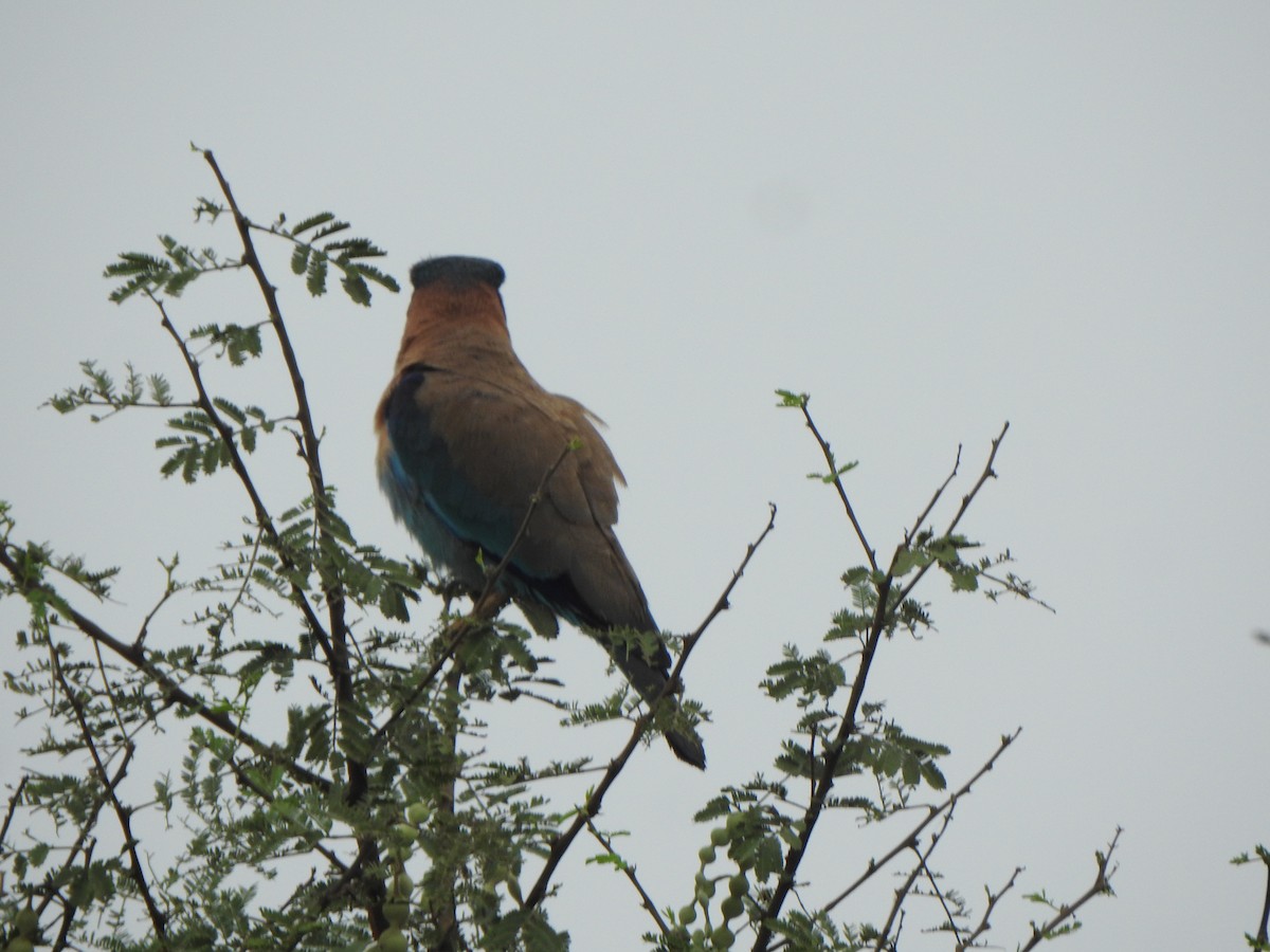 Indian Roller - ML616353155