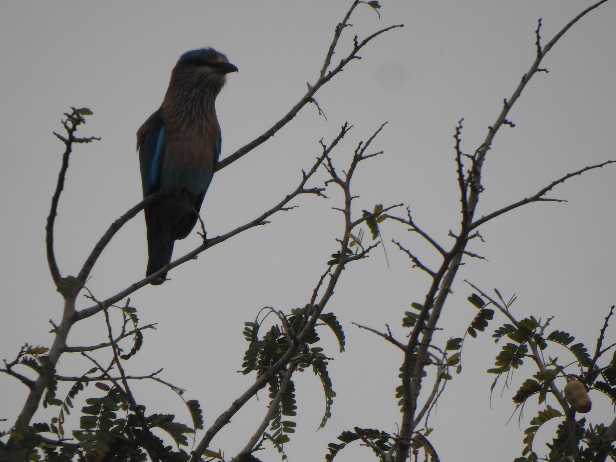 Indian Roller - ML616353159