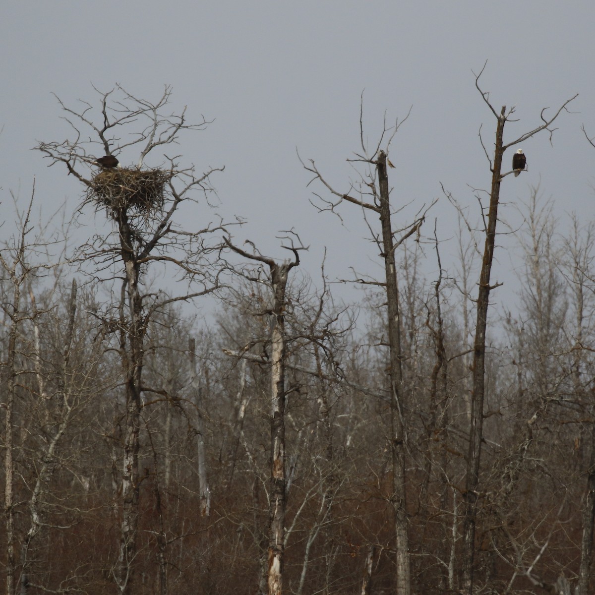 Bald Eagle - ML616353162