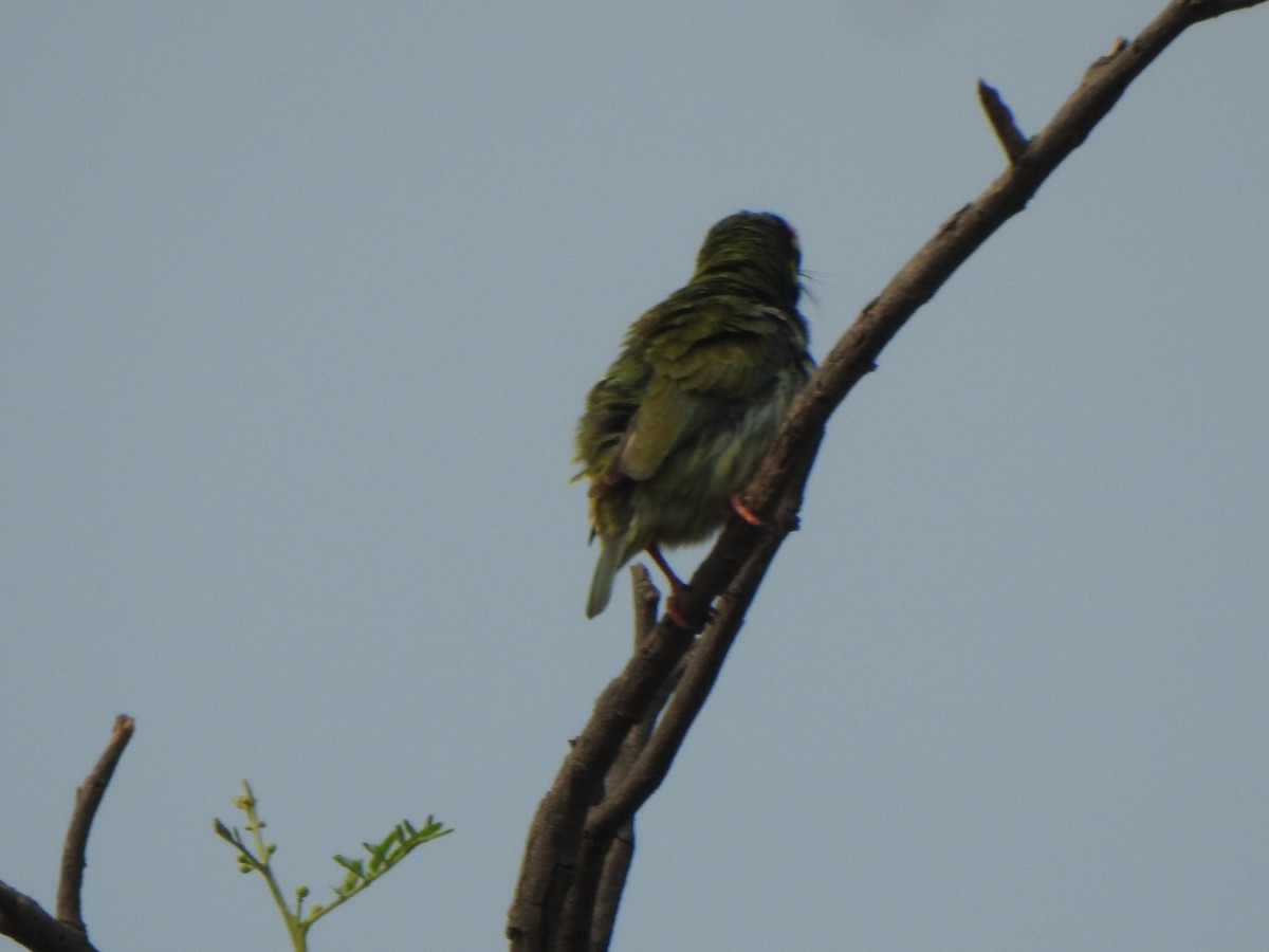 Coppersmith Barbet - Arulvelan Thillainayagam