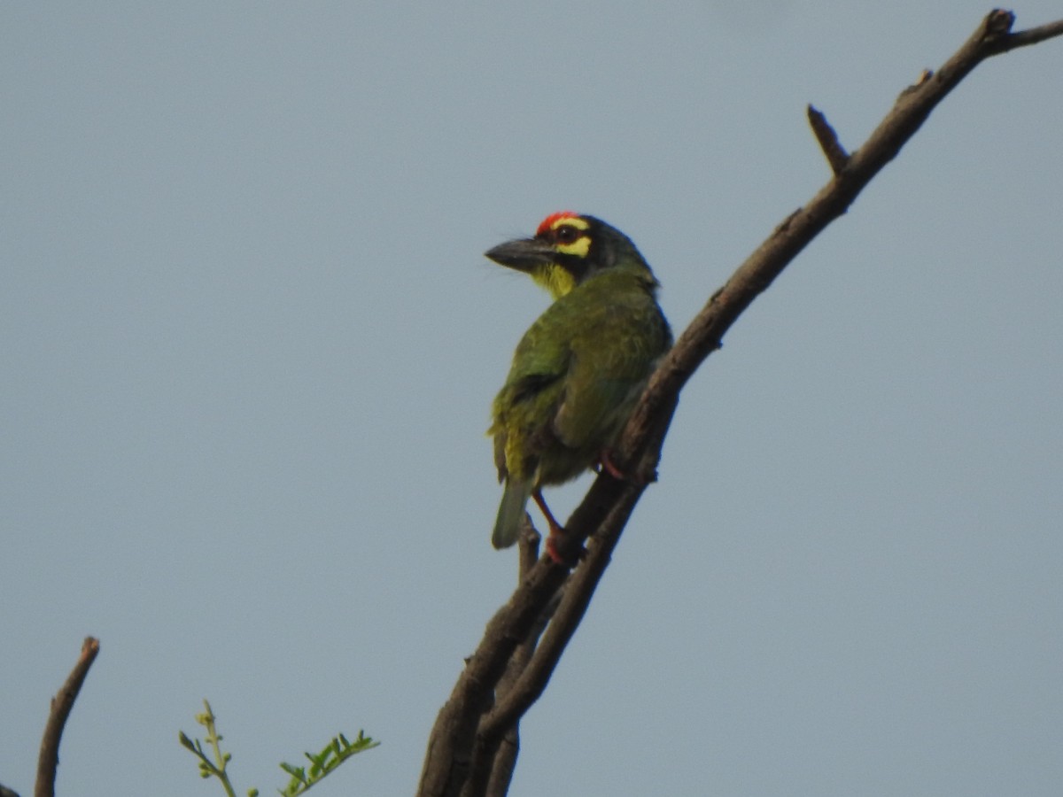 Coppersmith Barbet - ML616353174