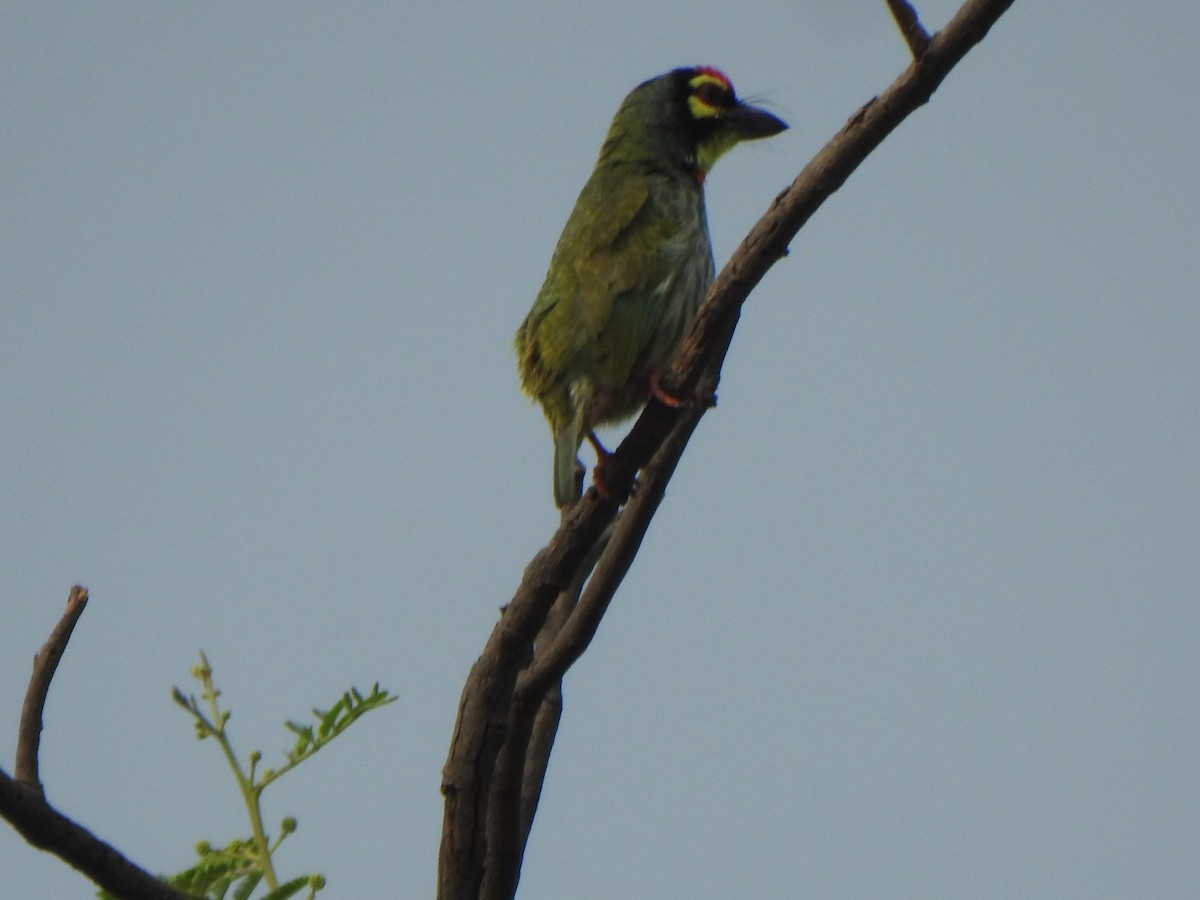 Coppersmith Barbet - ML616353175