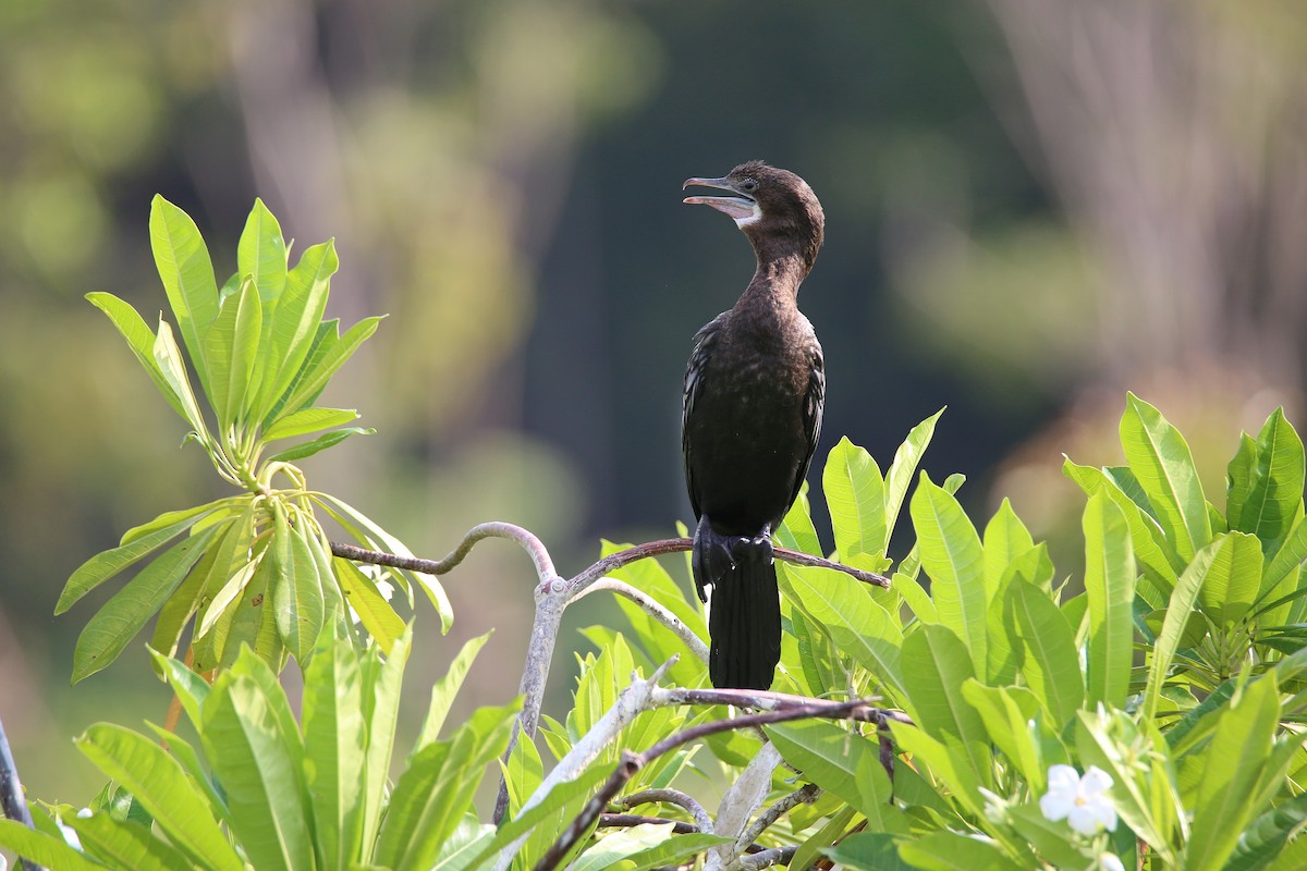 Little Cormorant - ML616353179