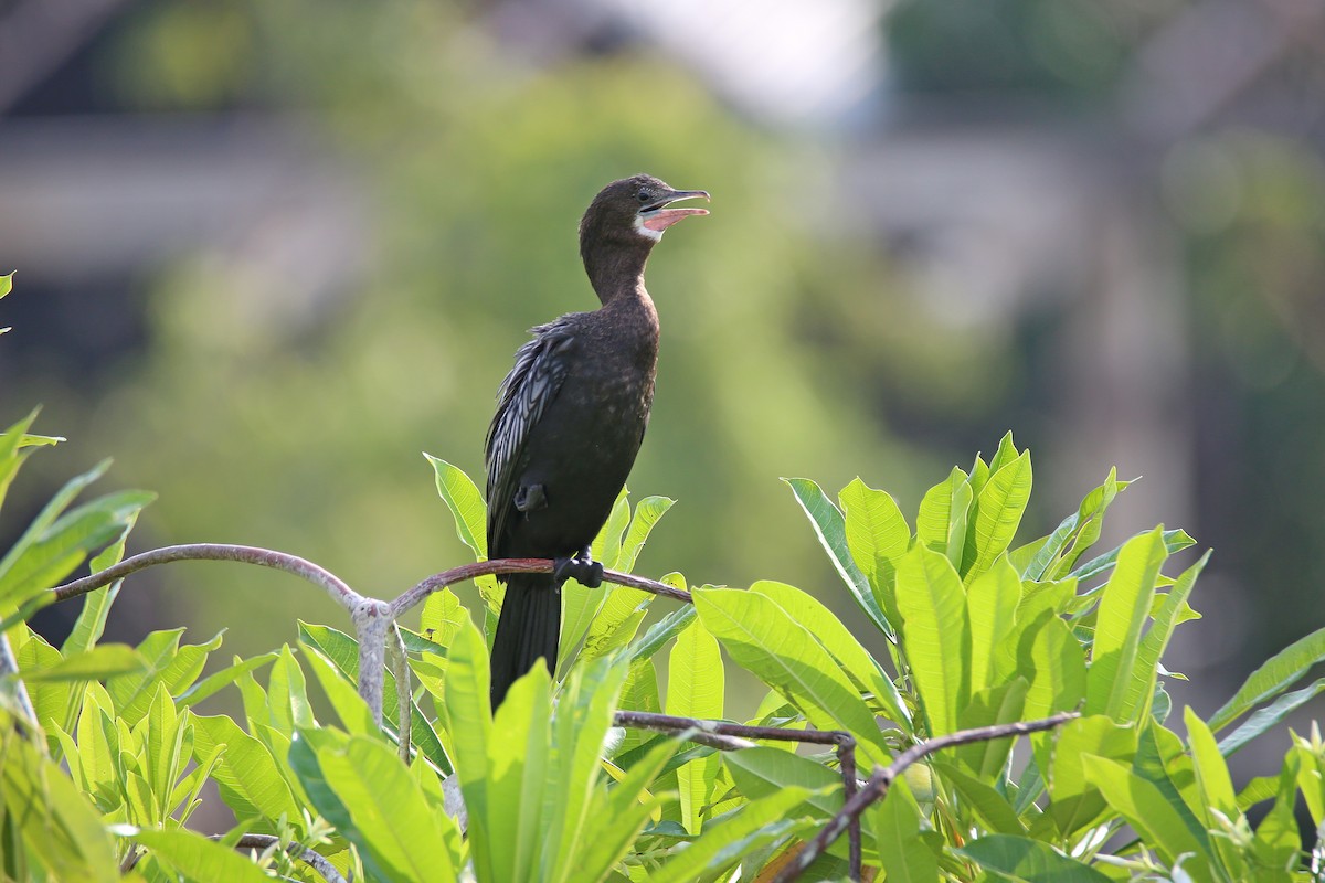 Little Cormorant - ML616353180