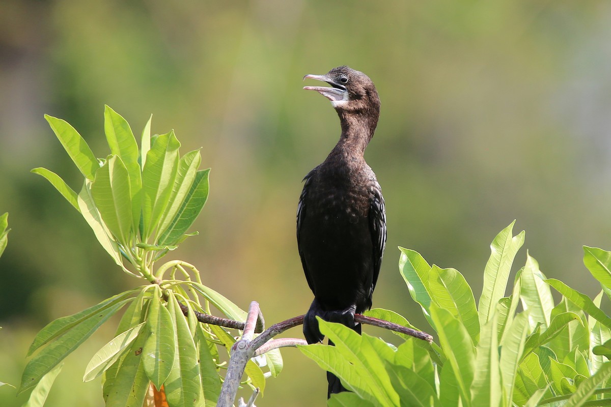 Little Cormorant - ML616353181