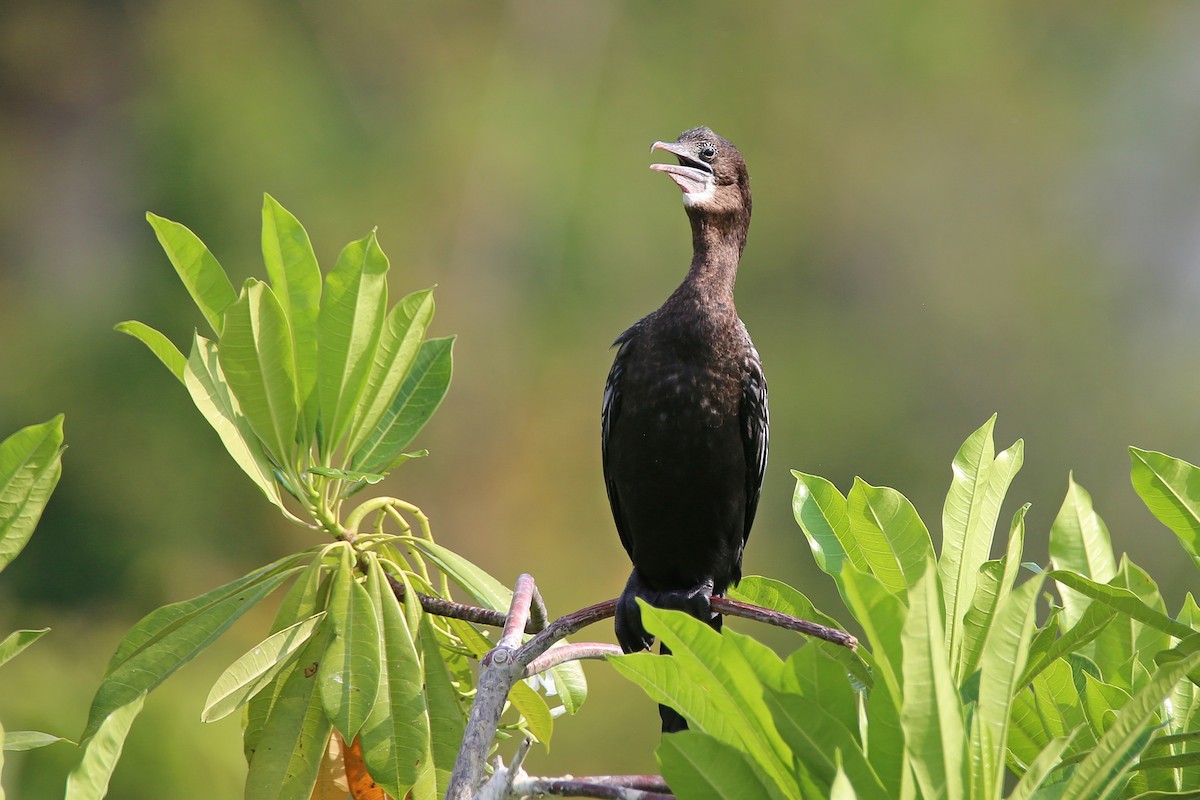 Little Cormorant - ML616353182