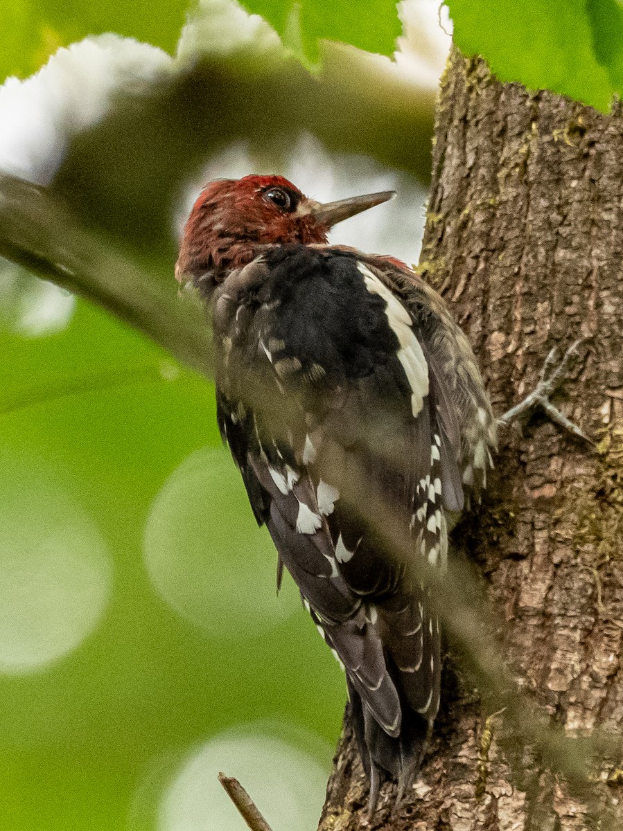 Red-breasted Sapsucker - ML616353192