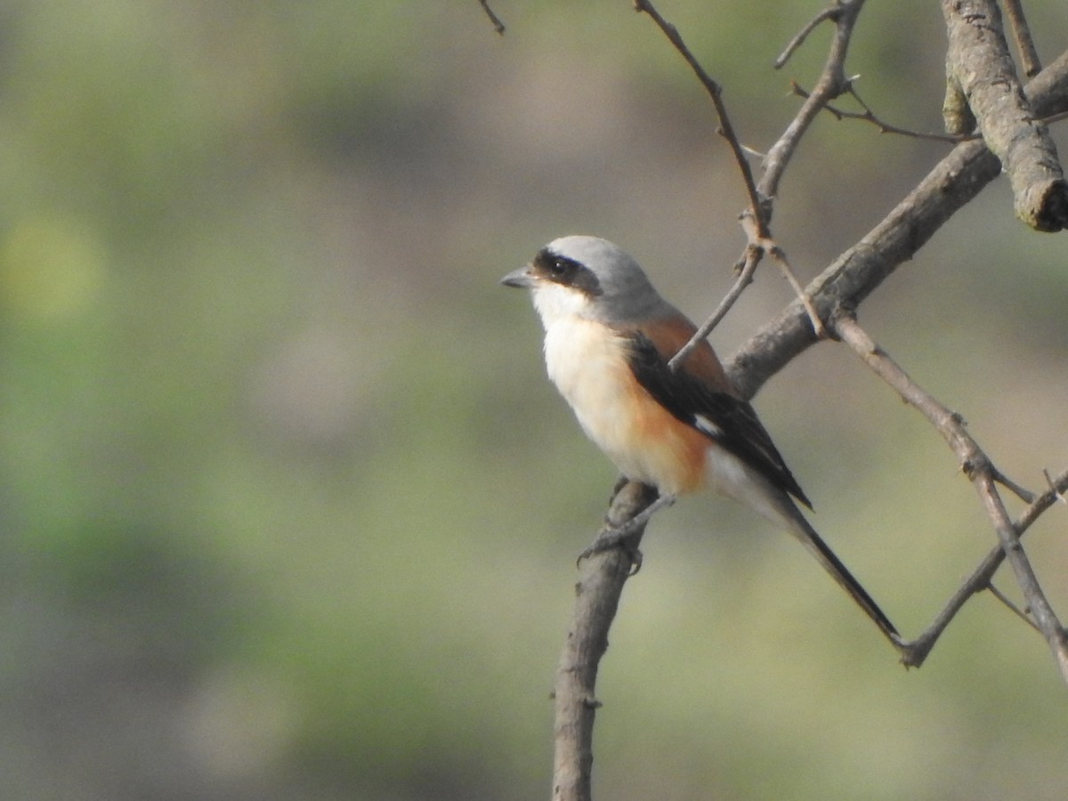 Bay-backed Shrike - ML616353194