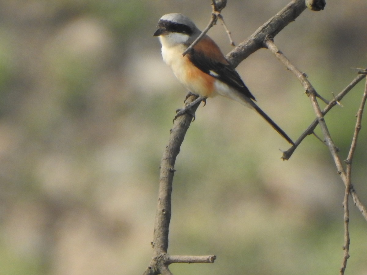 Bay-backed Shrike - ML616353195