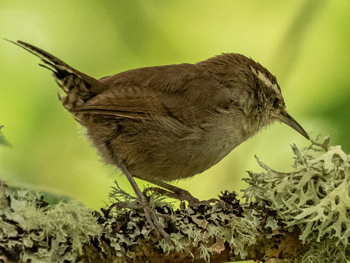 Bewick's Wren - ML616353196