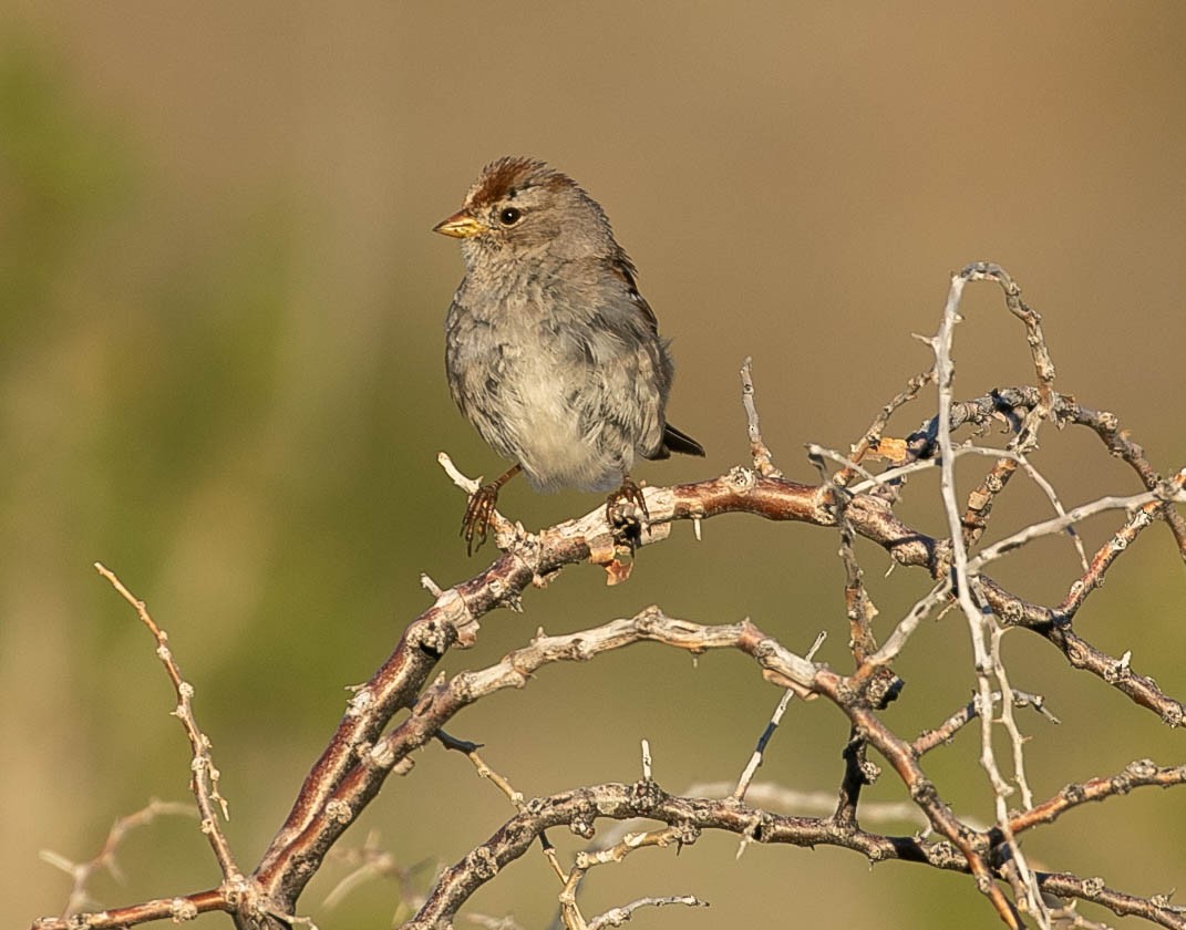 White-crowned Sparrow - ML616353200