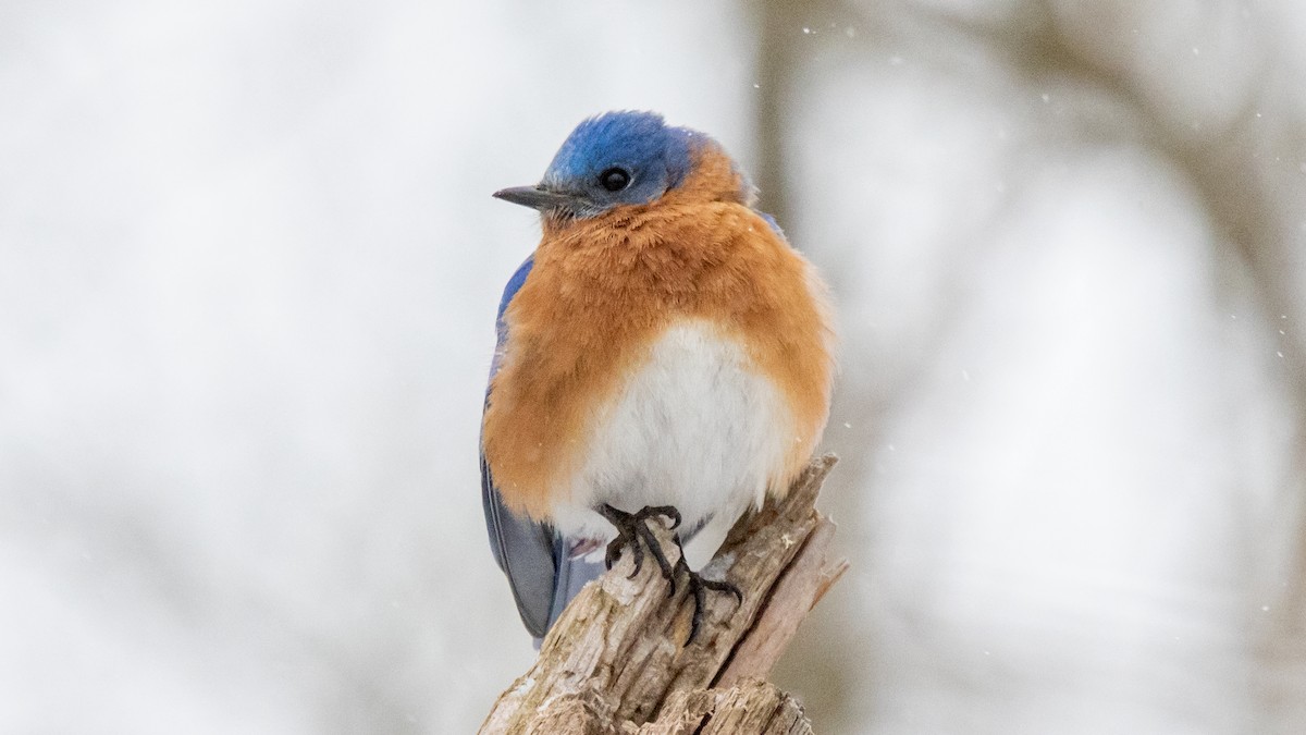 Eastern Bluebird - Robert & Susan Codd