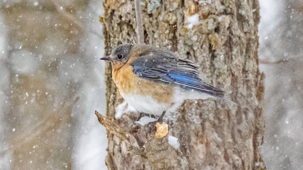 Eastern Bluebird - ML616353205