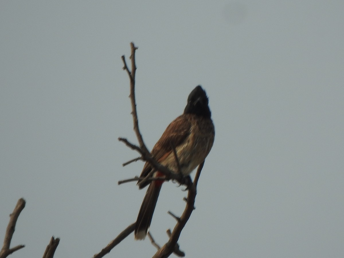 Bulbul à ventre rouge - ML616353206