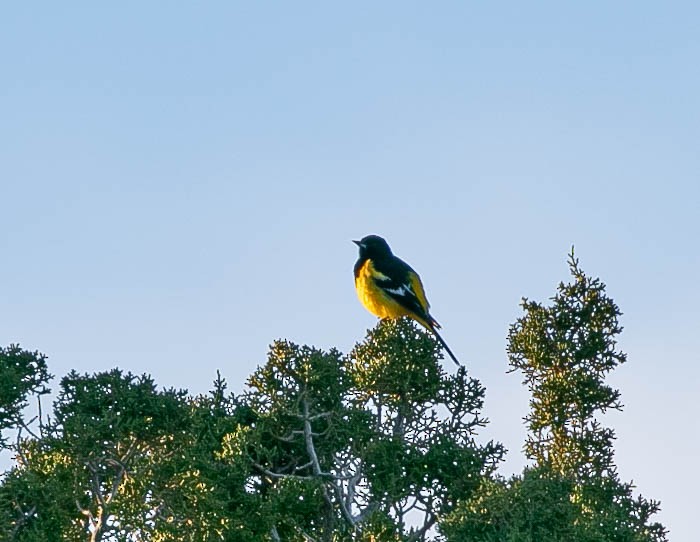 Scott's Oriole - ML616353207