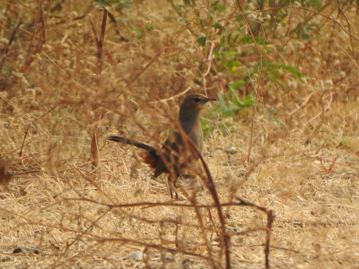 Indian Robin - ML616353225