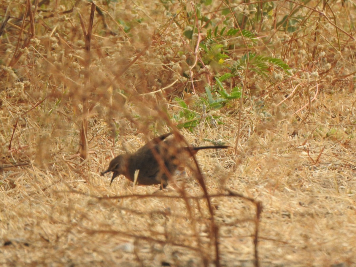 Indian Robin - ML616353226