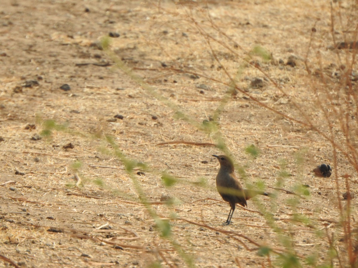 Indian Robin - Arulvelan Thillainayagam