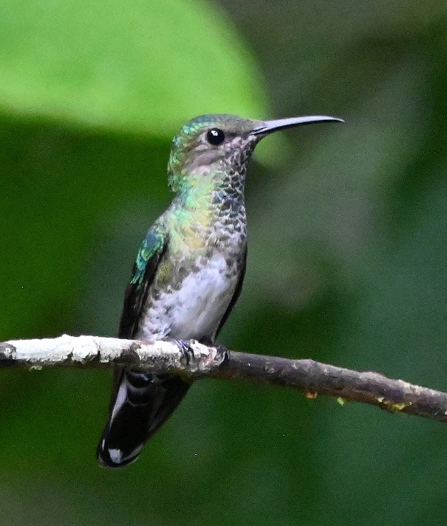 White-necked Jacobin - ML616353229