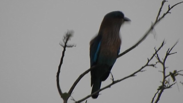 Indian Roller - ML616353239