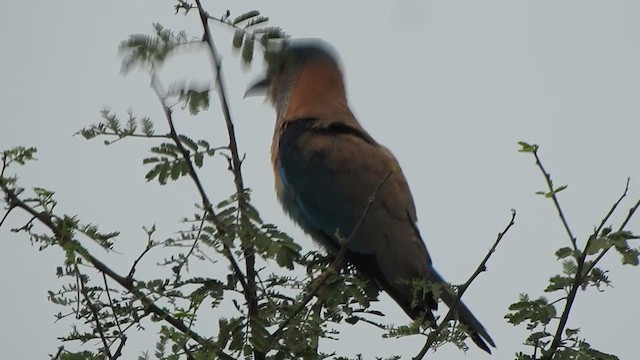 Indian Roller - ML616353241