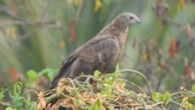 Oriental Honey-buzzard - ML616353252