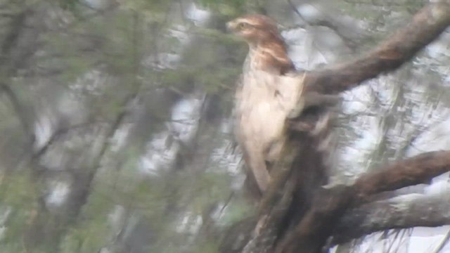 Oriental Honey-buzzard - ML616353260