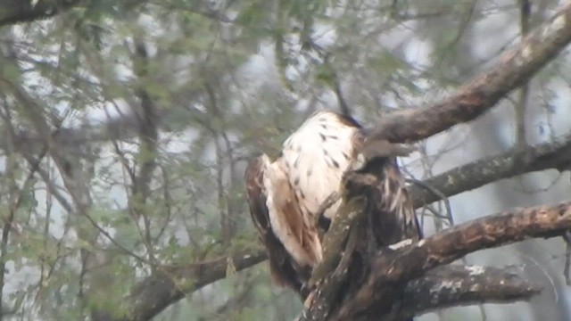 Oriental Honey-buzzard - ML616353261