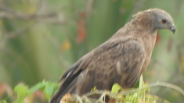 Oriental Honey-buzzard - ML616353262