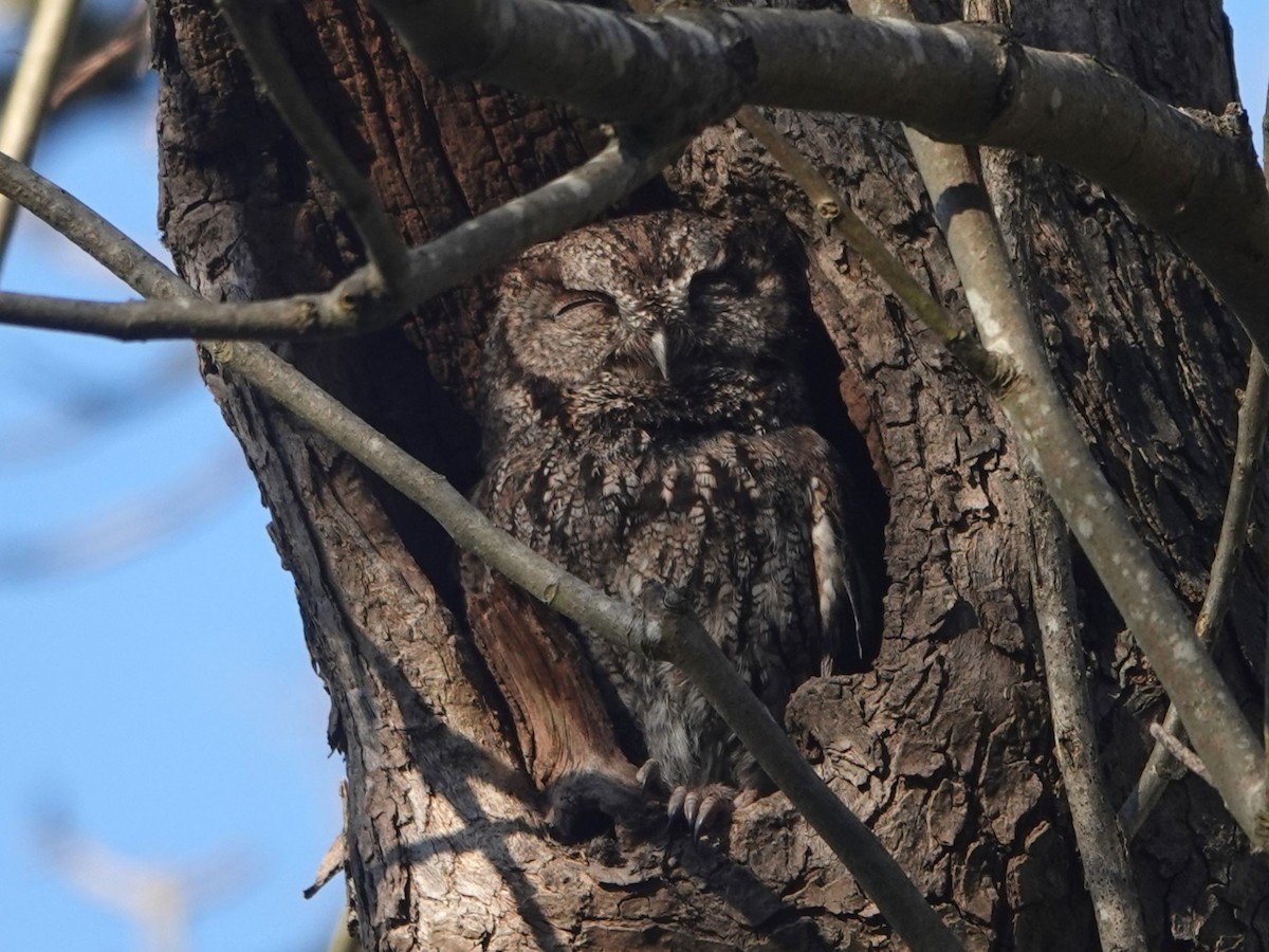 Western Screech-Owl - ML616353276